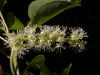 image of Phytolacca dioica