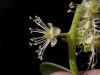 image of Phytolacca dioica