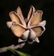 image of Quillaja brasiliensis