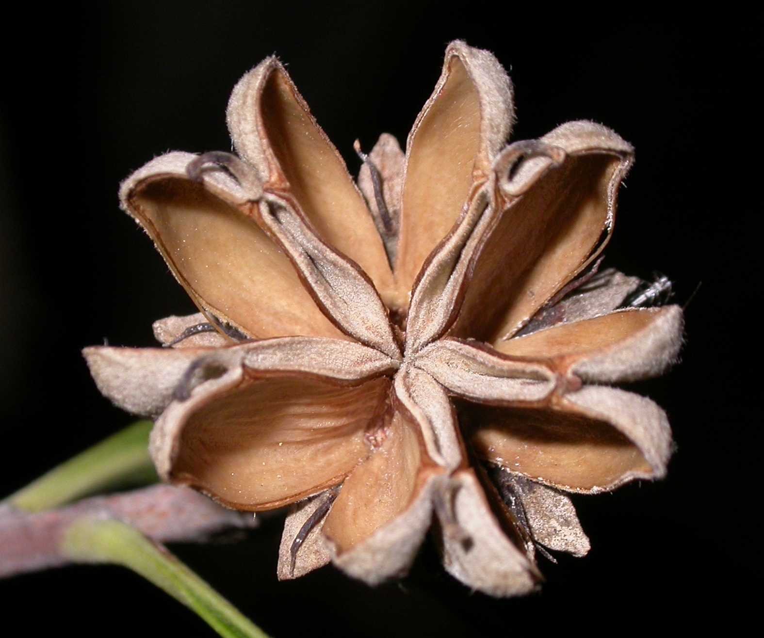 Quillajaceae Quillaja brasiliensis