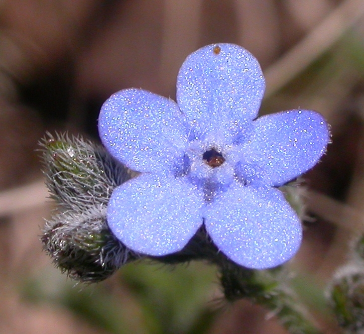Boraginaceae Antiphytum cruciatum