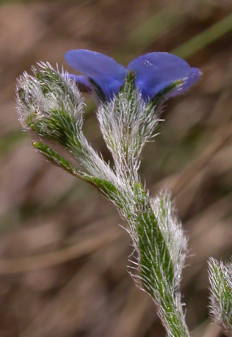 Boraginaceae Antiphytum cruciatum