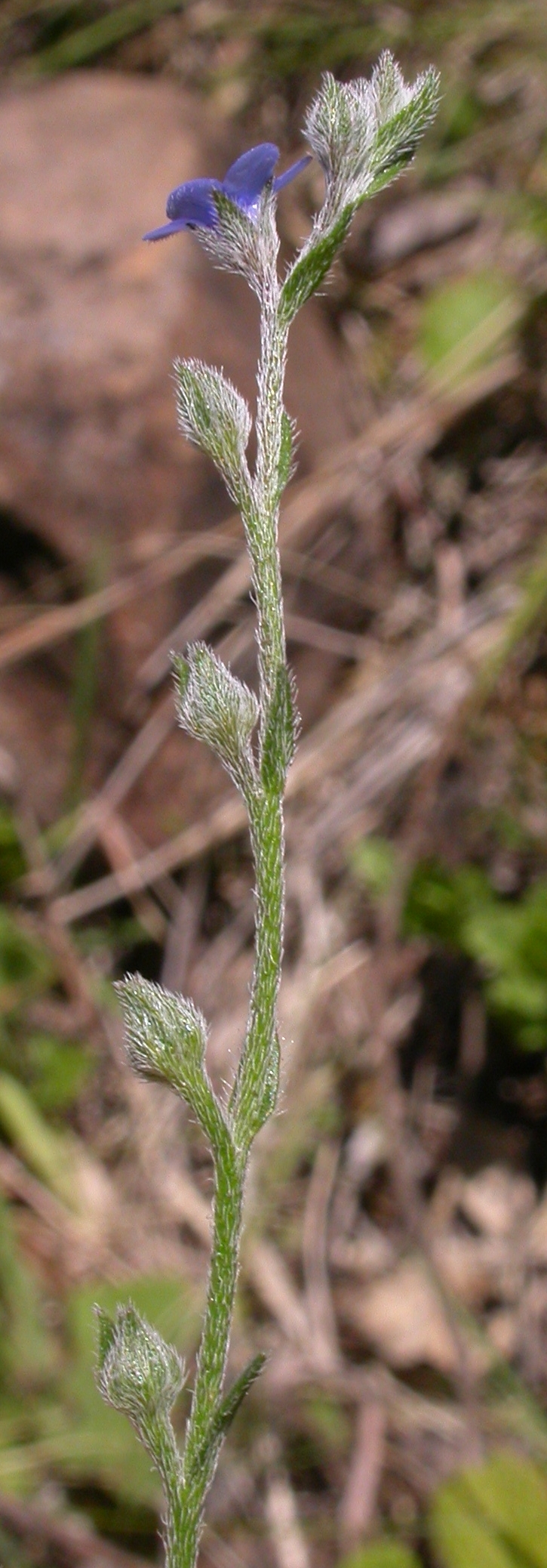 Boraginaceae Antiphytum cruciatum
