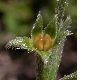 image of Antiphytum cruciatum