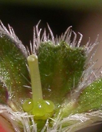 Boraginaceae Antiphytum cruciatum