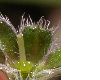 image of Antiphytum cruciatum