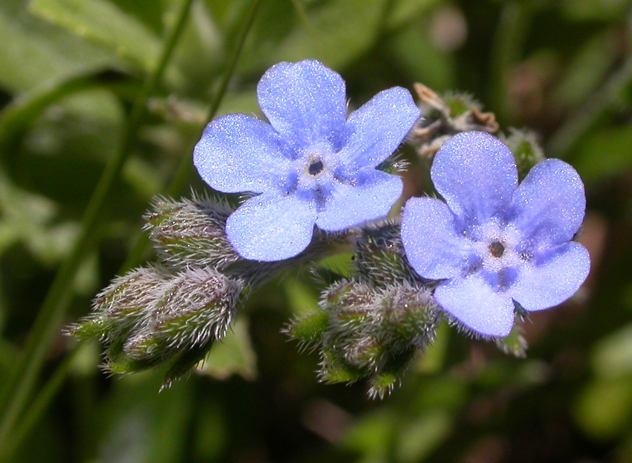 Boraginaceae Antiphytum cruciatum