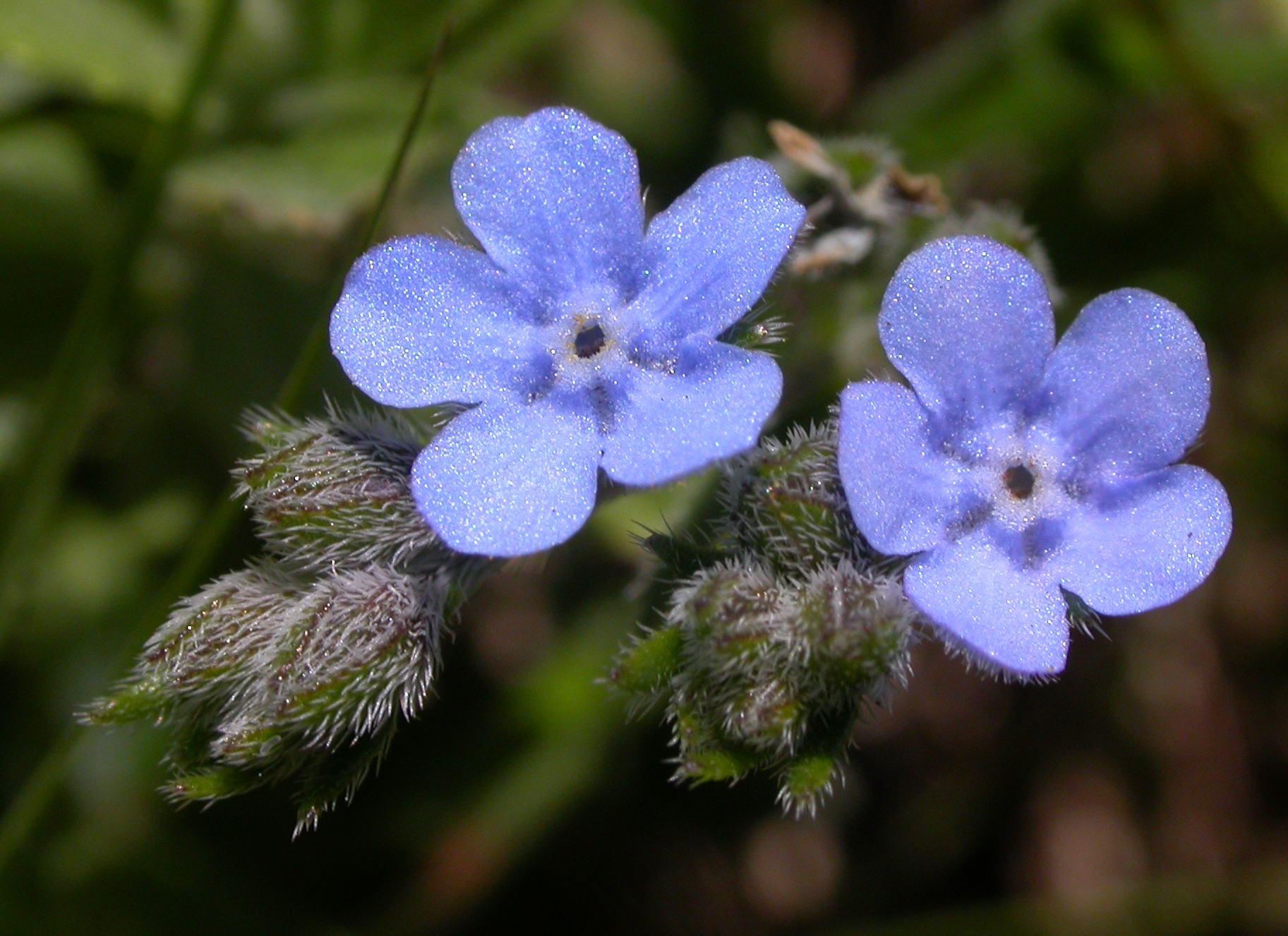 Boraginaceae Antiphytum cruciatum