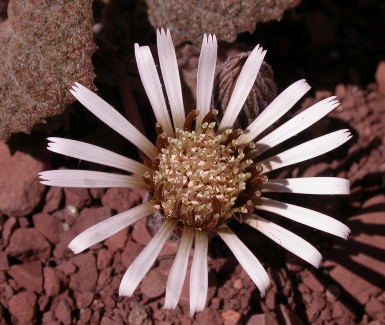 Asteraceae Urmenetea atacamensis