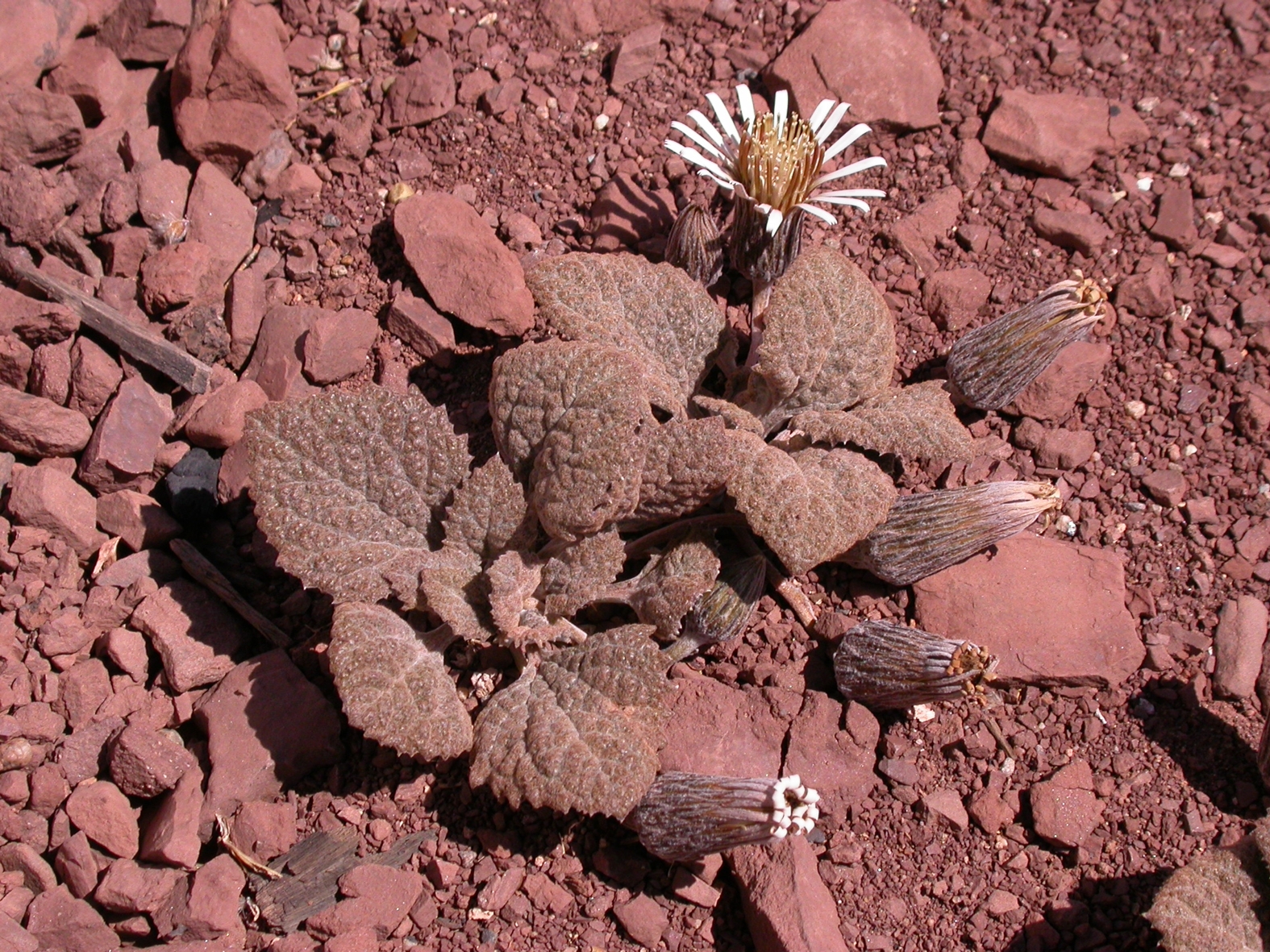 Asteraceae Urmenetea atacamensis