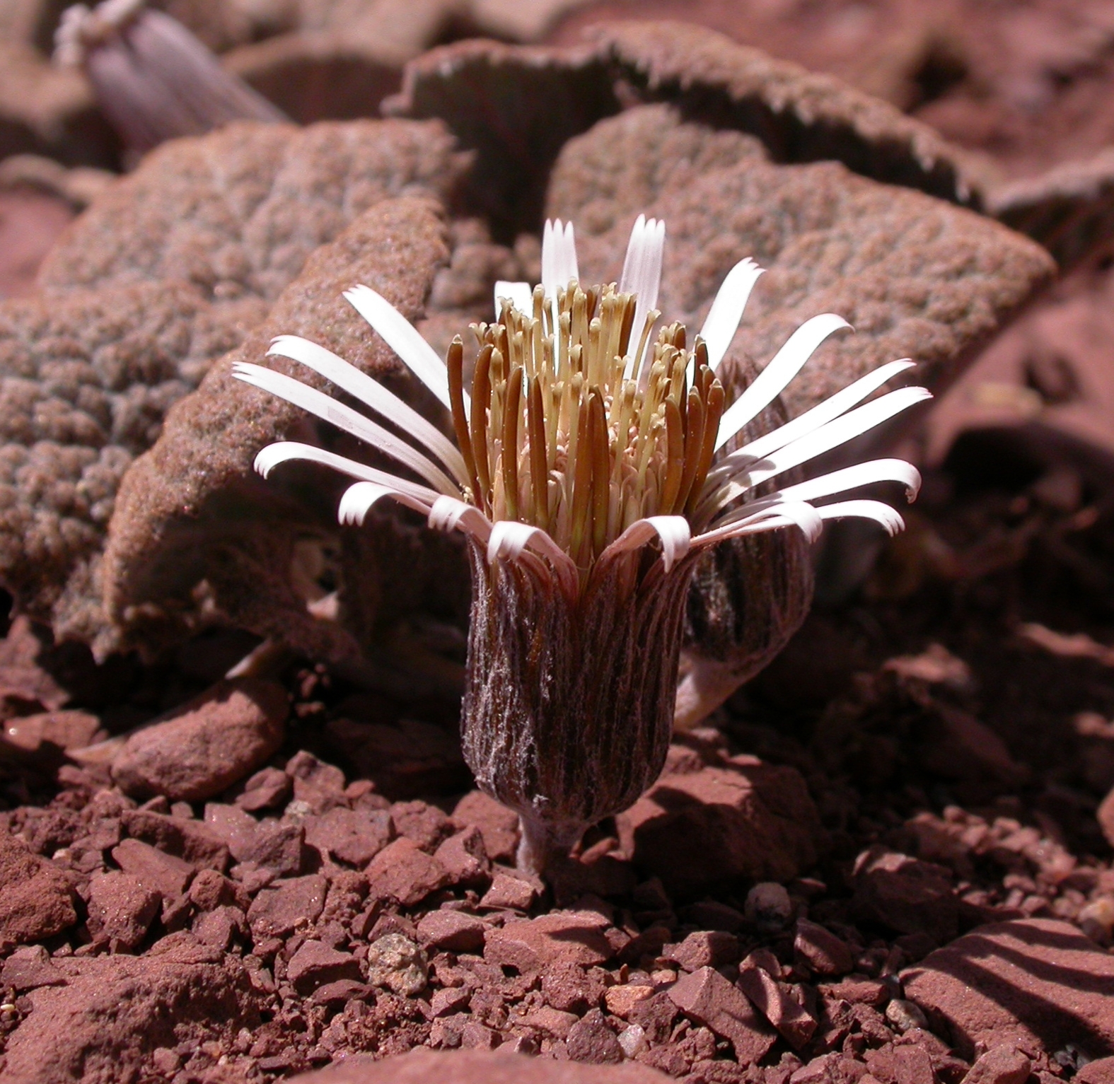 Asteraceae Urmenetea atacamensis