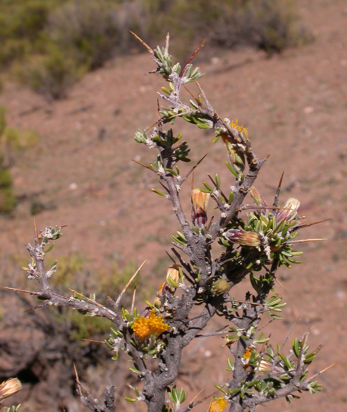Asteraceae Nardophyllum armatum