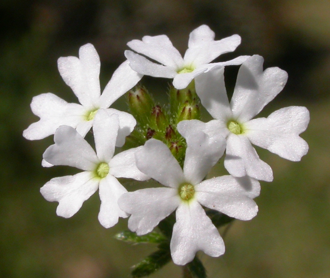 Verbenaceae Verbena thymoides