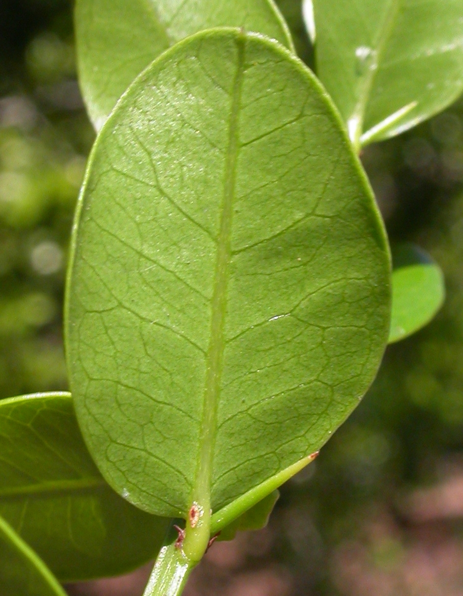 Rhamnaceae Scutia buxifolia