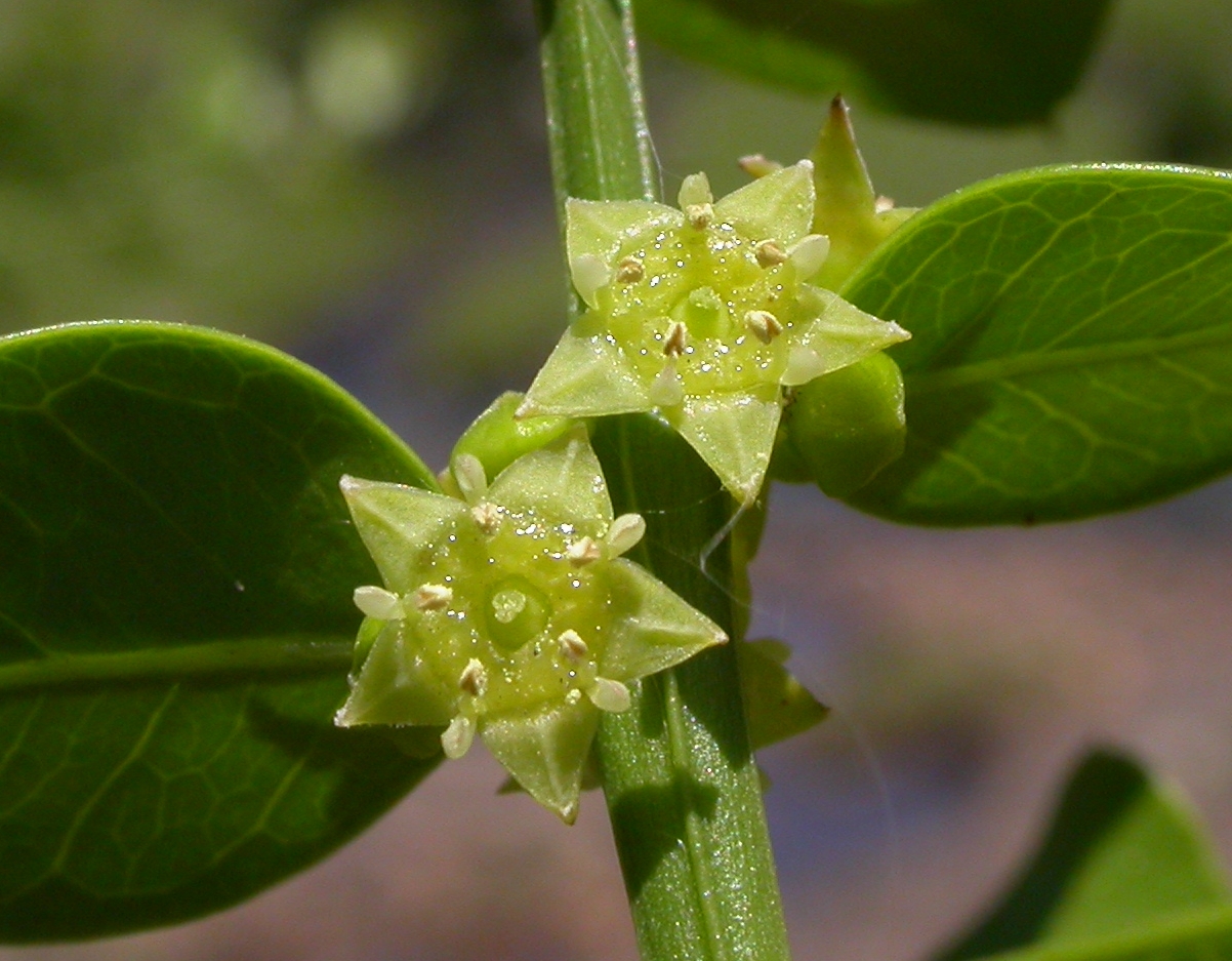 Rhamnaceae Scutia buxifolia