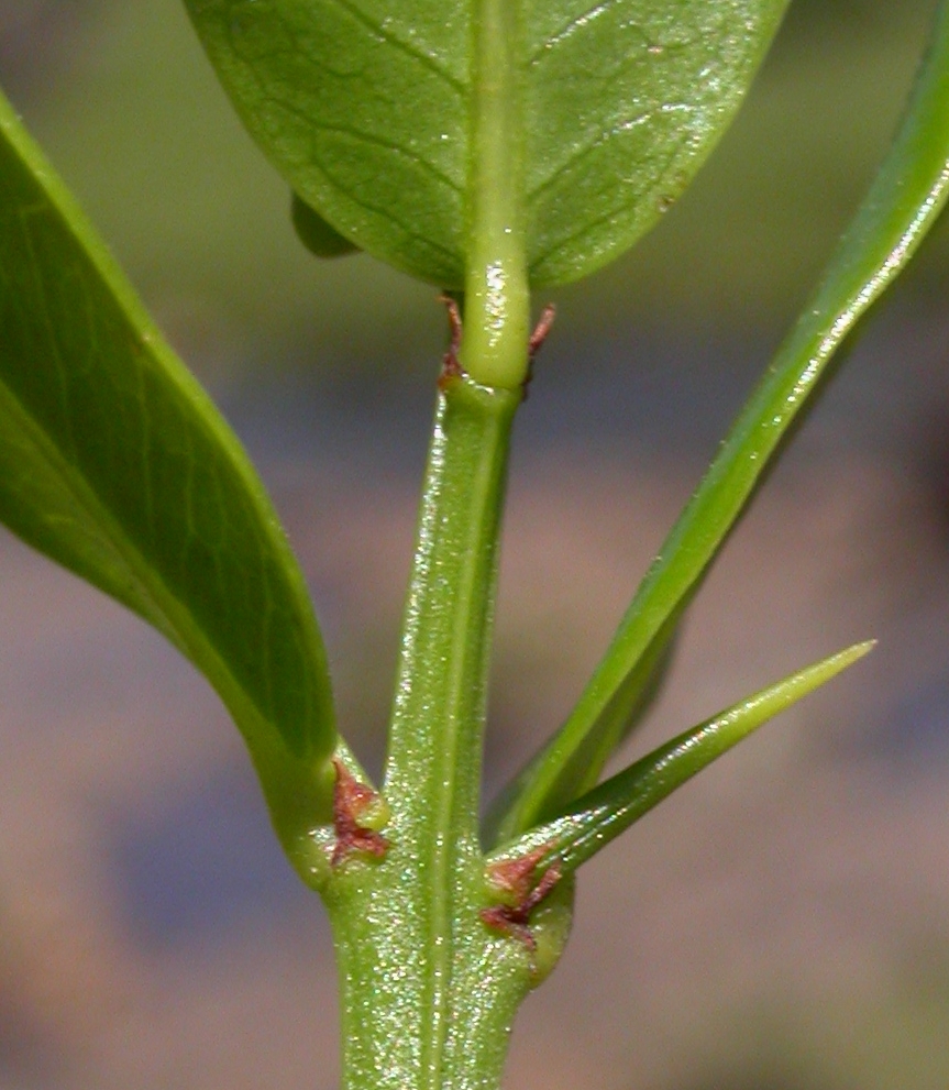 Rhamnaceae Scutia buxifolia