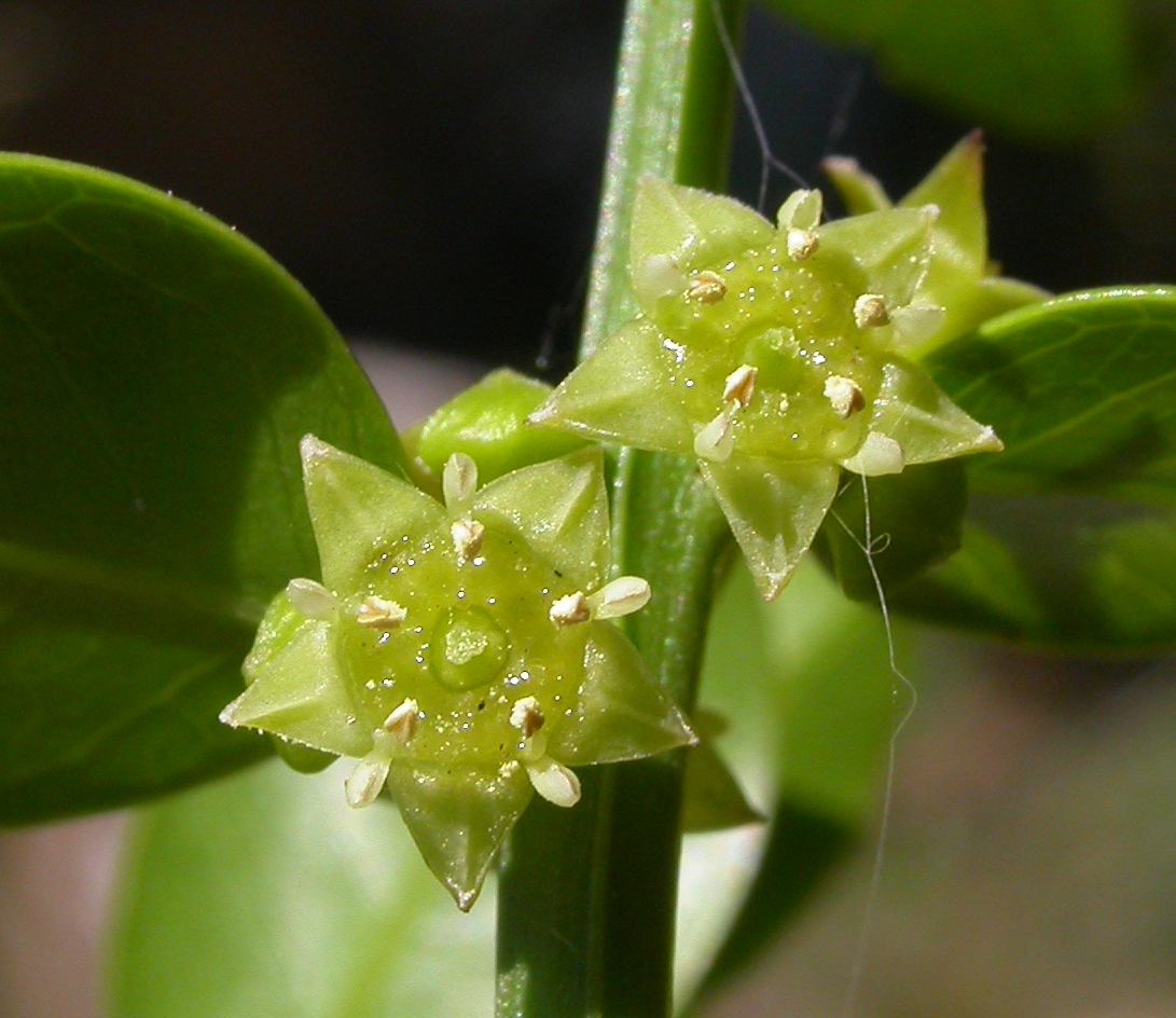 Rhamnaceae Scutia buxifolia