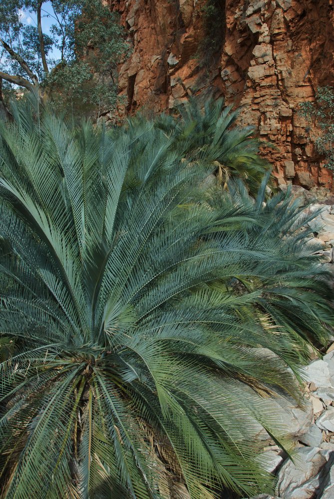 Zamiaceae Macrozamia macdonnellensis