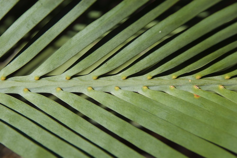 Zamiaceae Macrozamia macdonnellensis