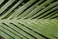image of Macrozamia macdonnellensis