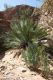image of Macrozamia macdonnellensis