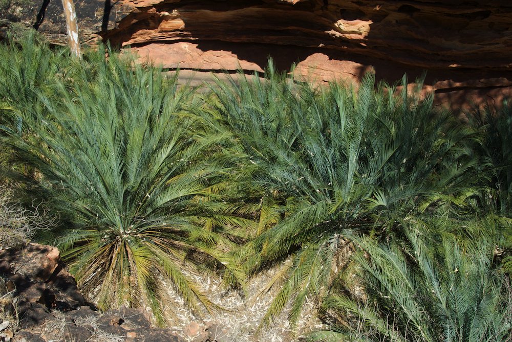 Zamiaceae Macrozamia macdonnellensis