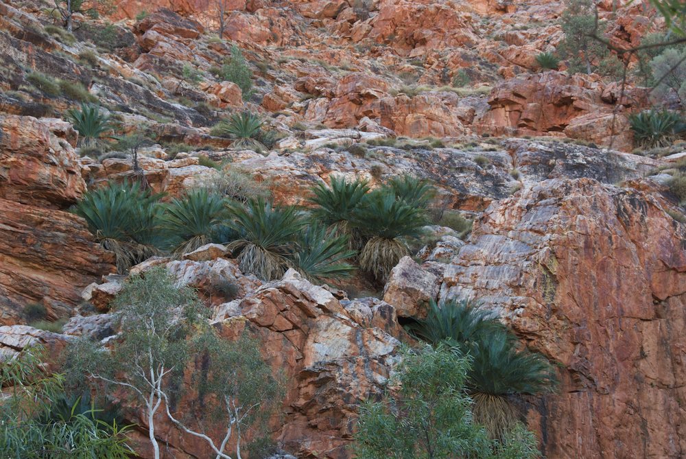 Zamiaceae Macrozamia macdonnellensis