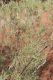 image of Melaleuca glomerata