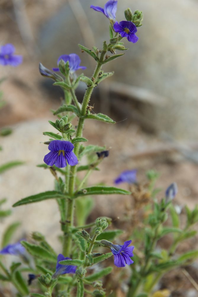 Plantaginaceae Stemodia viscosa
