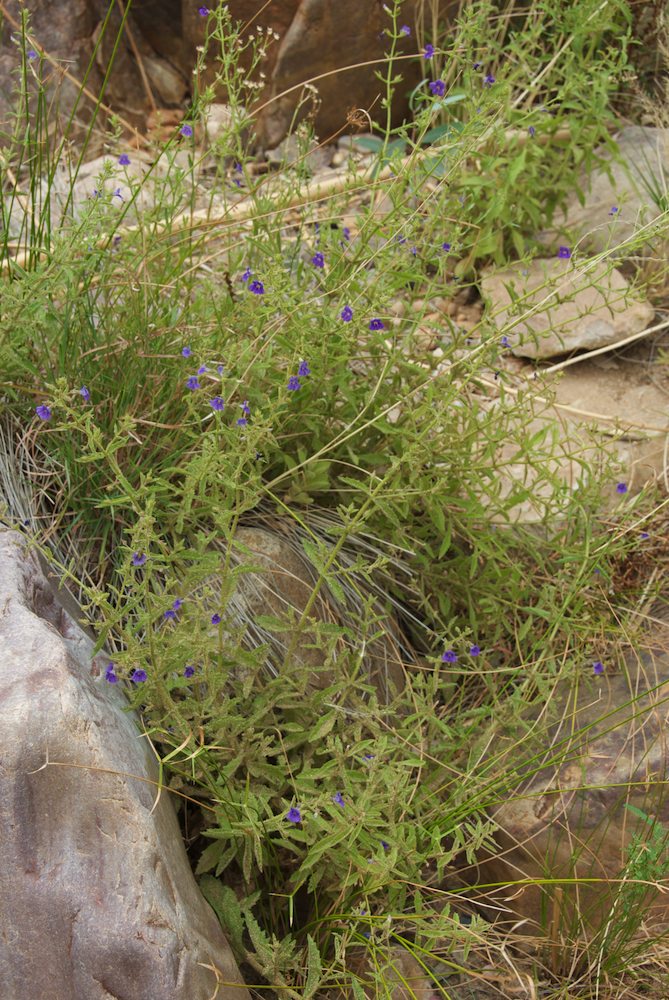 Plantaginaceae Stemodia viscosa