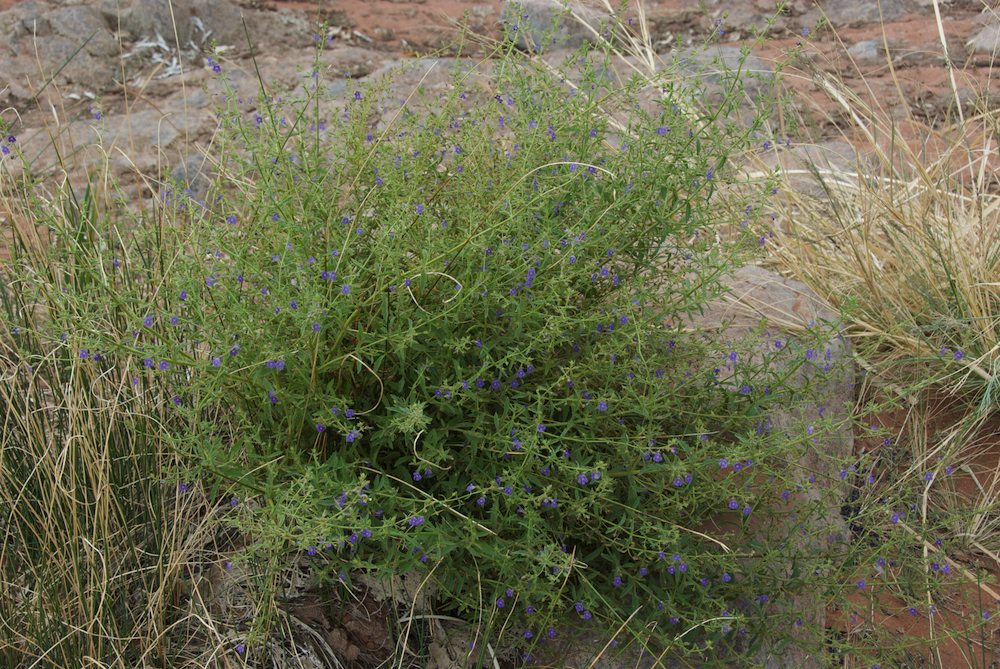 Plantaginaceae Stemodia viscosa