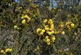 image of Acacia paradoxa