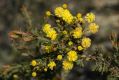 image of Acacia paradoxa