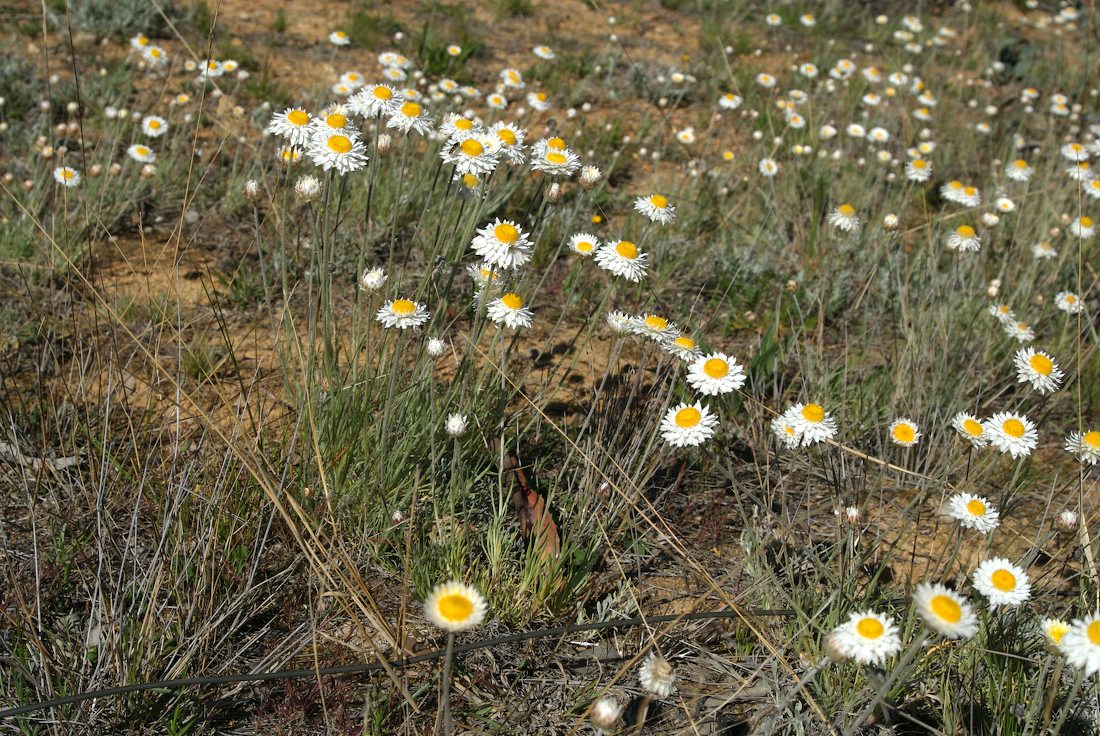 Asteraceae Leucochrysum albicans