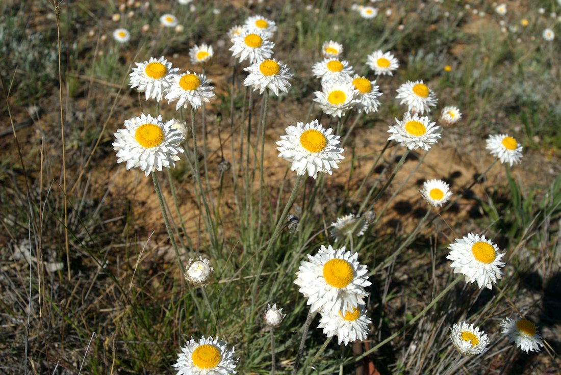 Asteraceae Leucochrysum albicans