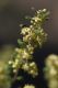 image of Pomaderris angustifolia