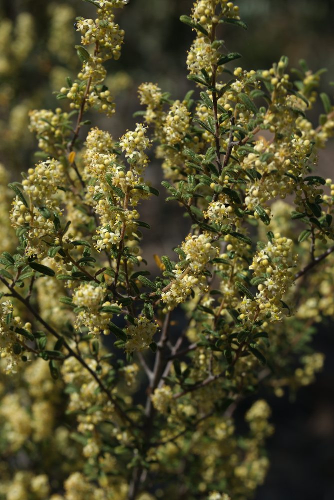 Rhamnaceae Pomaderris angustifolia