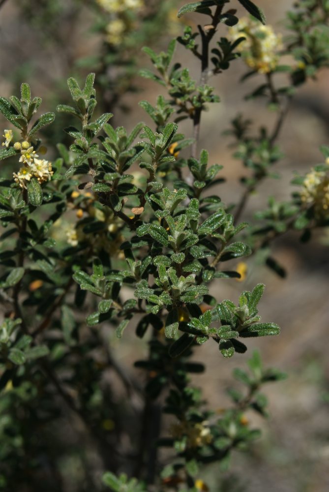 Rhamnaceae Pomaderris angustifolia