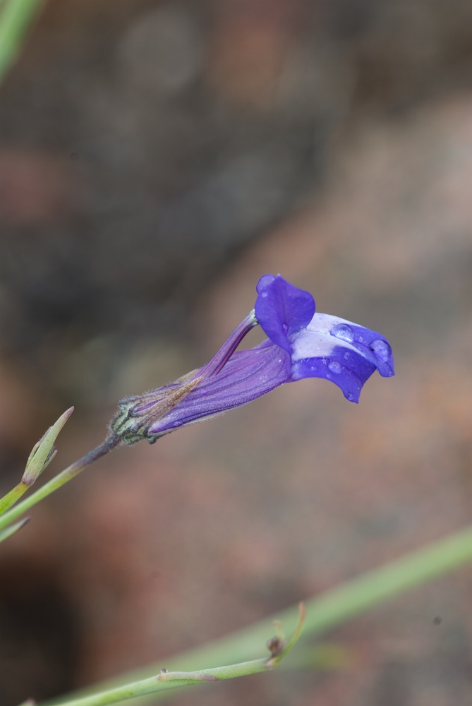 Campanulaceae Lobelia linearis