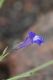 image of Lobelia linearis