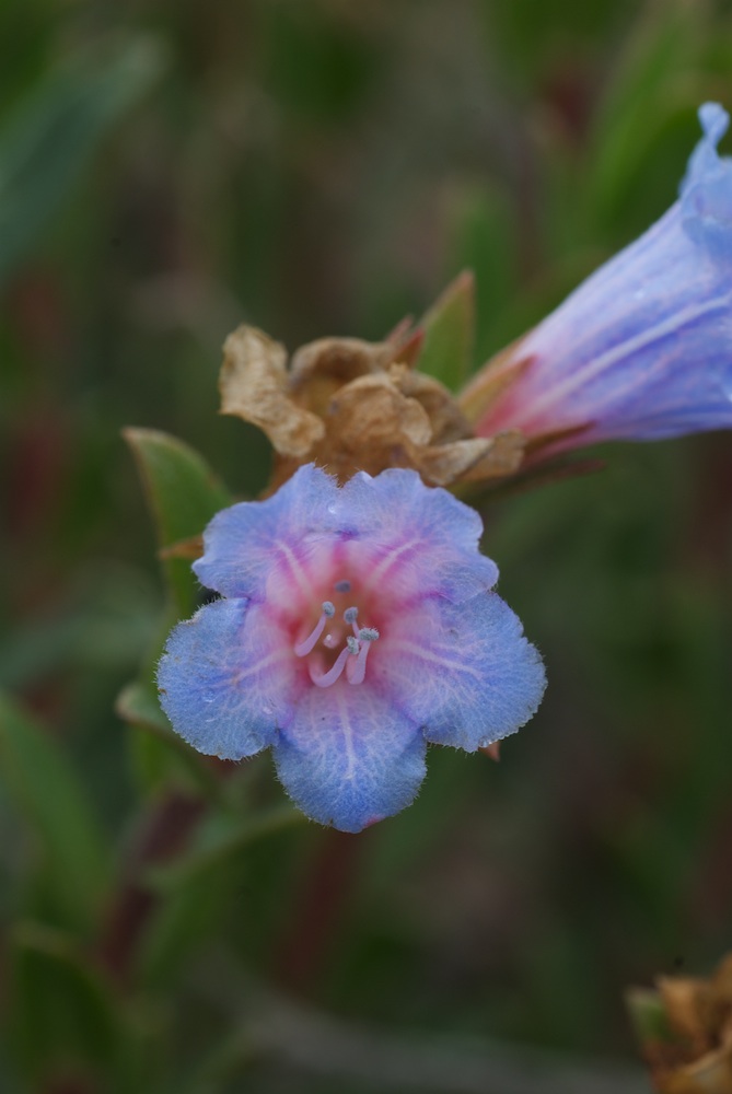 Boraginaceae Lobostemon fruticosus