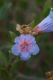 image of Lobostemon fruticosus