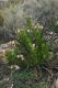 image of Lobostemon fruticosus
