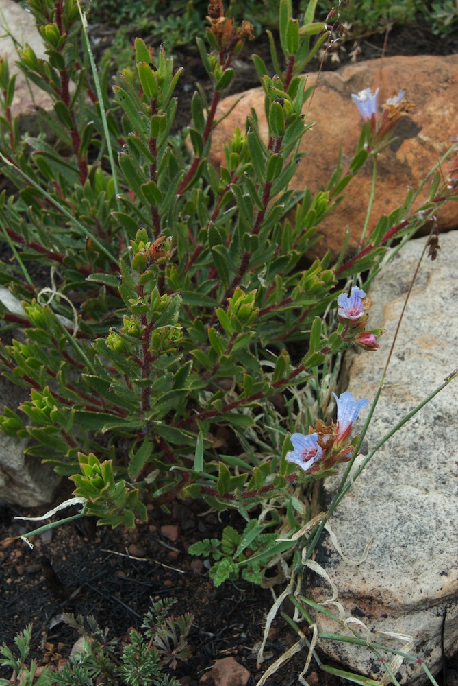 Boraginaceae Lobostemon fruticosus