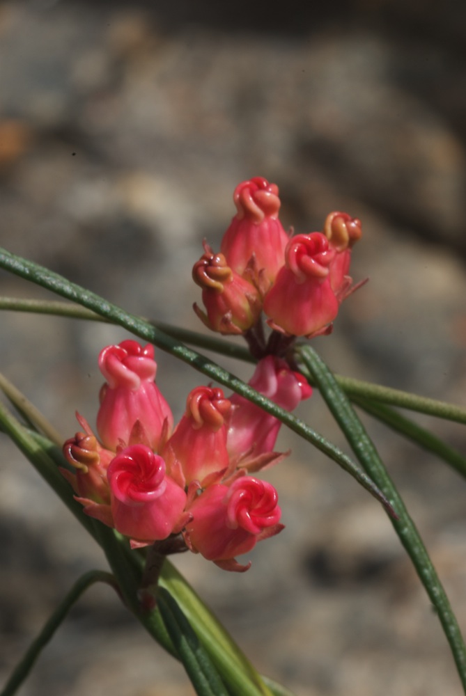 Apocynaceae Microloma tenuifolium