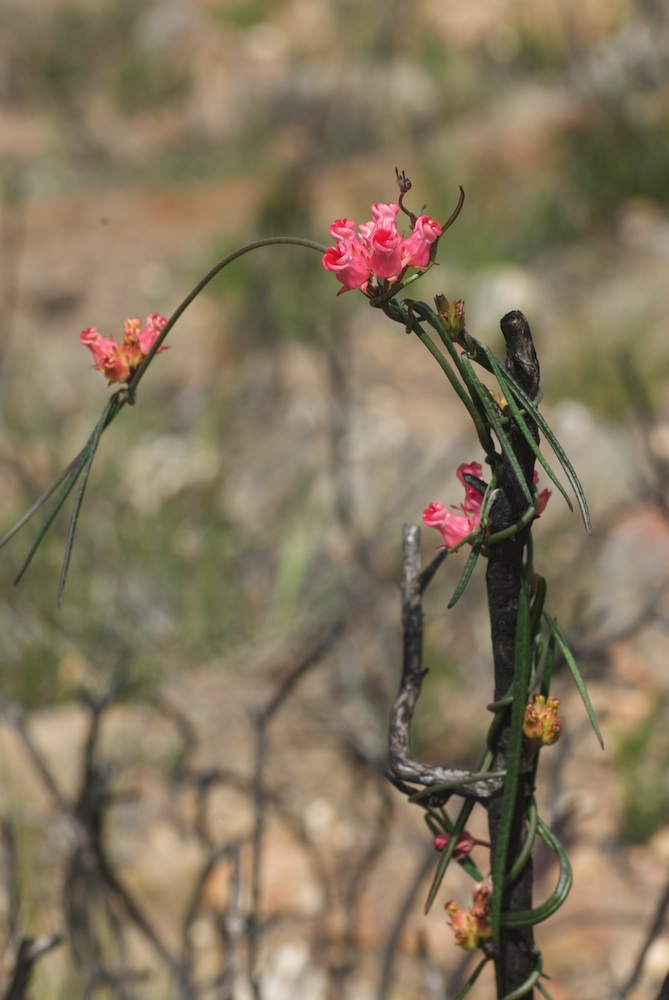 Apocynaceae Microloma tenuifolium