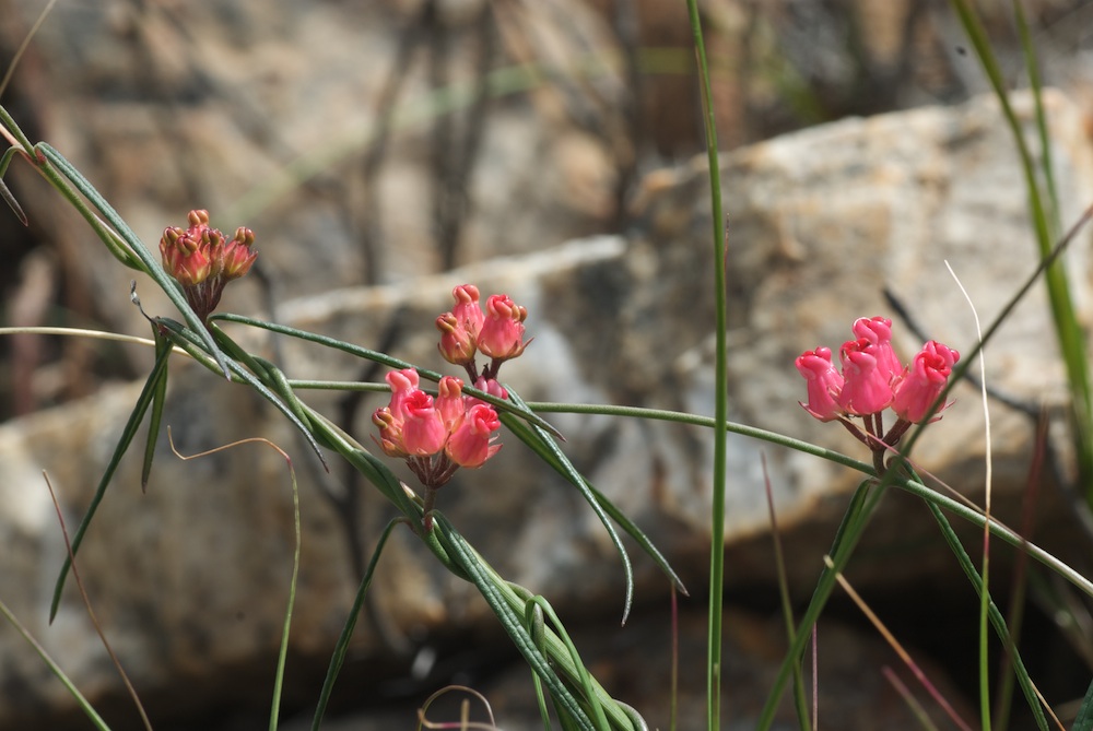 Apocynaceae Microloma tenuifolium