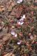 image of Polygala microlopha