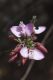 image of Polygala microlopha