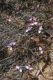 image of Polygala microlopha